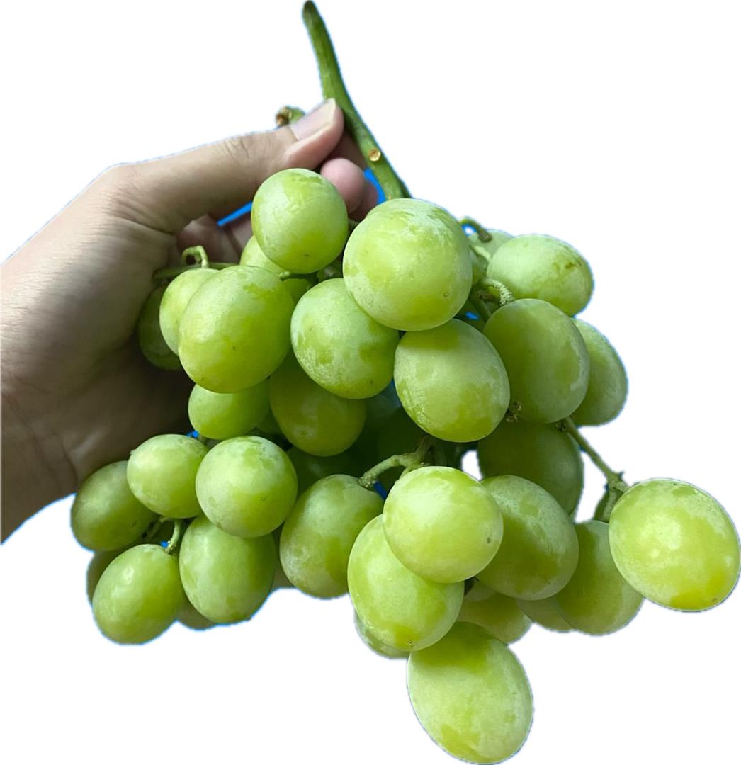 grapes-green-autumn-crisp-australia-1kg-haruma-senko-online